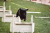 Nicolae at flyball 3029.jpg
