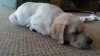 10 weeks sleepy.jpg