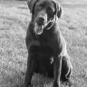 Zacbrownpup
