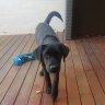 Chewies_mum