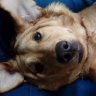 Angel The Cheeky Labrador