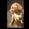 Browneyedhandsomebuddy