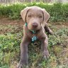 HopeGracie
