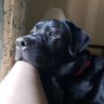 LouieTheLab
