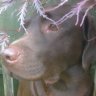 SwampDonkey