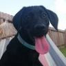 KingLabrador