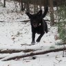 Snowshoe