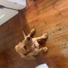 Cat loves dogs