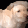 Sadiepup