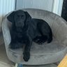 Millie_Moo