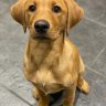 Ruby’s Mamma