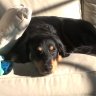 lucky_dog