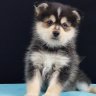 pomsky