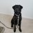 CharlieTheLab
