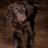 Cocothebear
