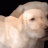 Sadiepup