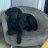 Millie_Moo