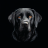 dogiscooper